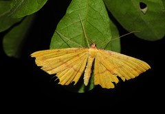 Eumelea rosalia
