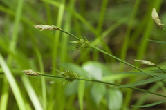 Carex longirostrata