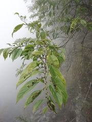 Rhamnus formosana