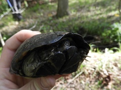 Kinosternon subrubrum subrubrum