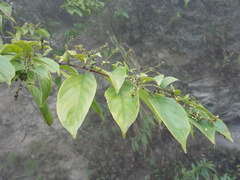 Rhamnus formosana