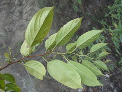 Rhamnus formosana