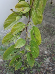 Rhamnus formosana