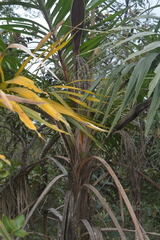 Syagrus