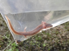 Pseudotriton montanus montanus