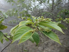 Rhamnus formosana