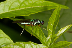 Raphiocera