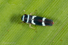 Macugonalia leucomelas