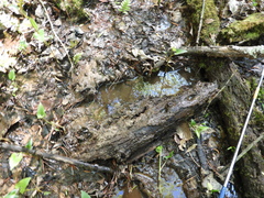 Pseudotriton montanus montanus