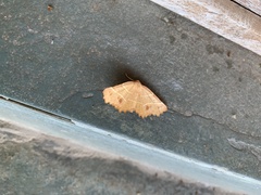 Microclysia pristopera