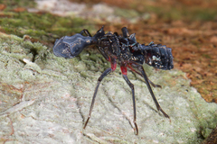 Phrictus diadema