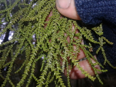 Lepidothamnus intermedius