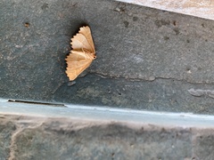 Microclysia pristopera