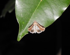 Lophoptera vittigera