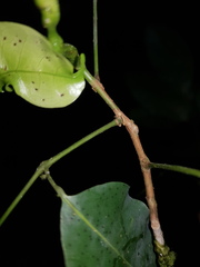 Image of Protium santamariae