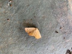 Microclysia pristopera