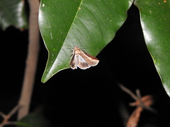 Lophoptera vittigera