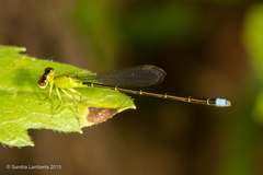 Ischnura capreolus