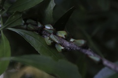 Alchisme rubrocostata