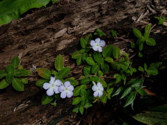 Episcia lilacina image