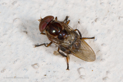 Copestylum chalybescens