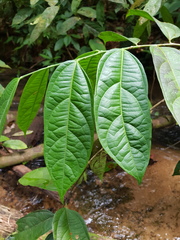 Mortoniodendron cauliflorum image