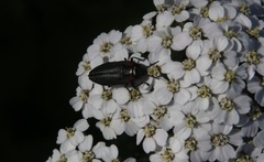 Romanophora verecunda