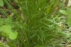 Carex longirostrata