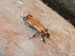 Lycomorphodes sordida