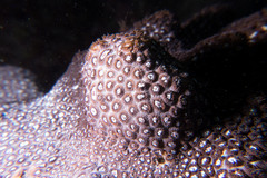 Plesiastrea versipora