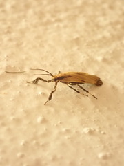Lycomorphodes sordida