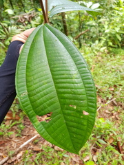 Miconia simplex