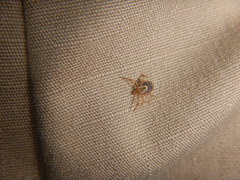 Amblyomma cajennense