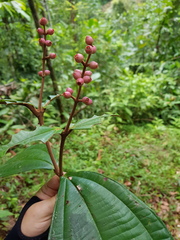 Miconia simplex