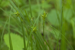 Carex longirostrata