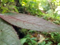 Columnea polyantha