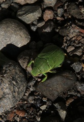 Hylamorpha elegans