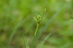 Carex longirostrata