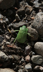 Hylamorpha elegans