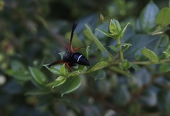 Hypodynerus colocolo