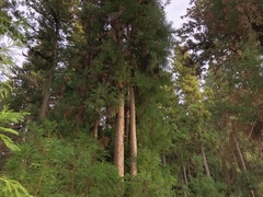 Cryptomeria japonica