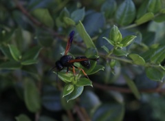 Hypodynerus colocolo