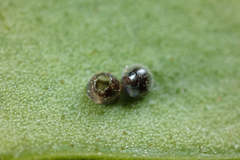 Abisara echerius