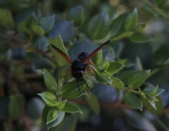 Hypodynerus colocolo