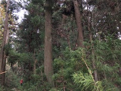 Cryptomeria japonica