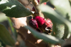 Disholcaspis prehensa