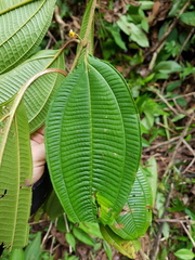 Miconia variabilis