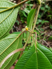 Miconia variabilis