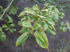 Rhamnus formosana