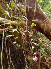 Cavendishia osaensis image